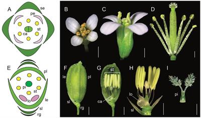 Comparative case study of evolutionary insights and floral complexity in key early-diverging eudicot Ranunculales models